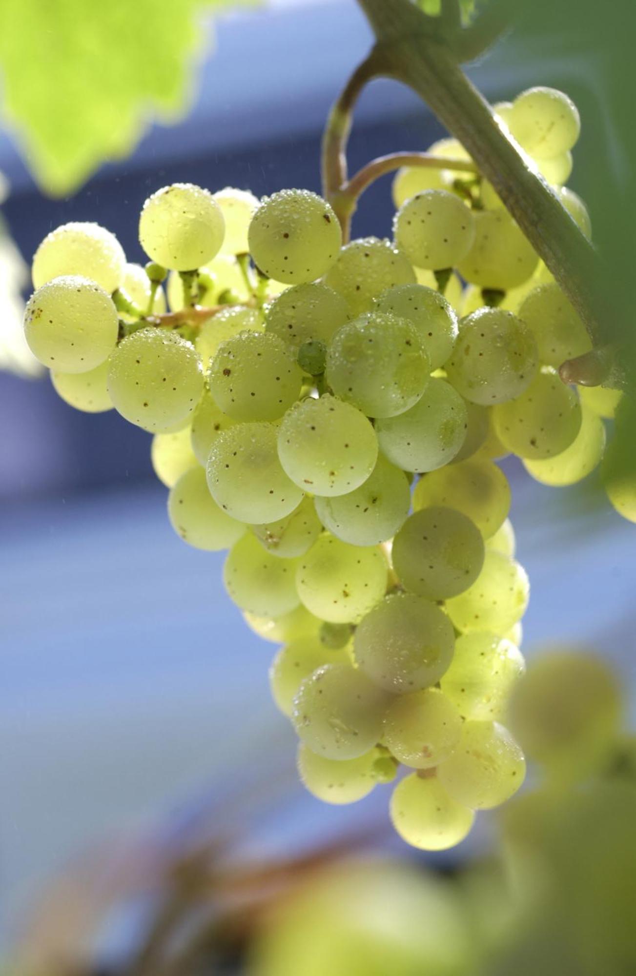 Weinhotel Hubertus Garni Klotten Kültér fotó